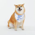 宠物插扣三角巾 可调节围嘴猫狗拍照口水巾