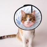 宠物伊丽莎白圈 防舔防抓猫狗术后洗澡保护圈
